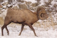 big horn ram