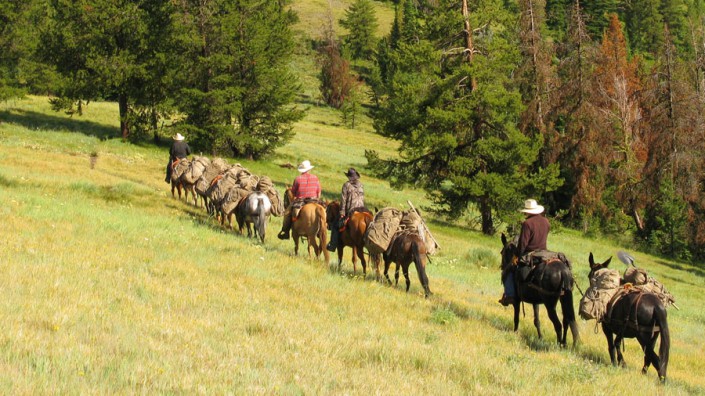 a mule train going camping in a grassy meadow