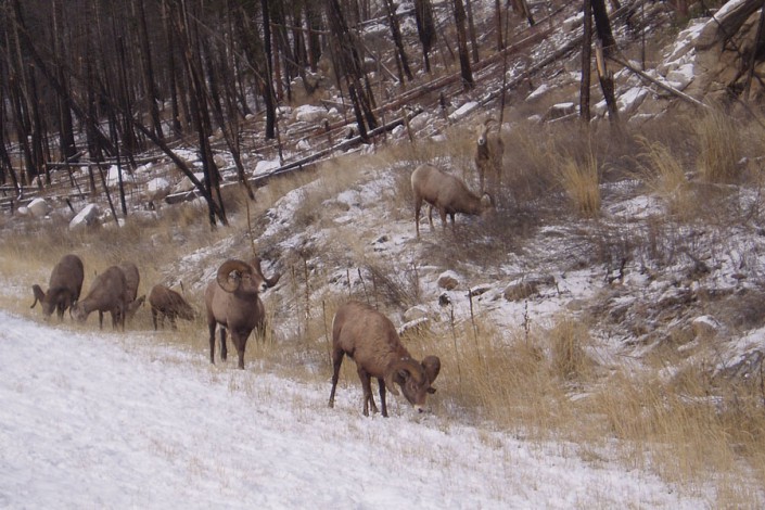 big horn sheep in the winter