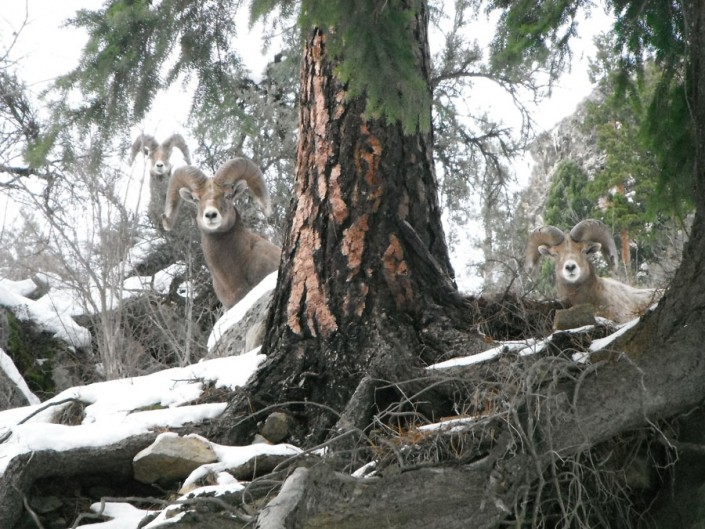 three big horn rams