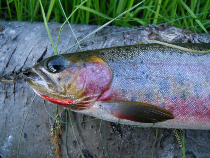 close up of a cutthroat trout