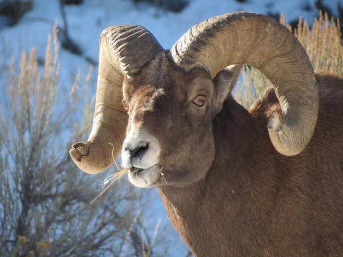 a big horn sheep ram eating