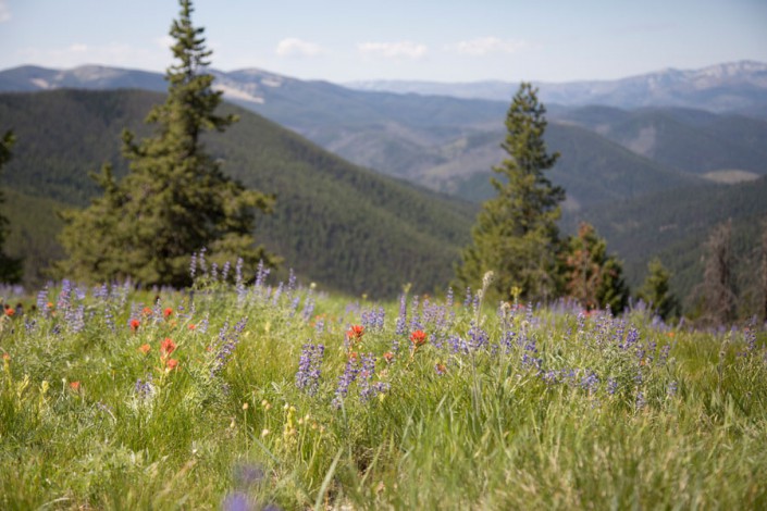 lupine and indian paintbrush wildflowers in the bitterroot selway wilderness