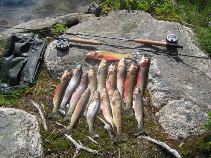 several trout and fly rods show a successful day fishing