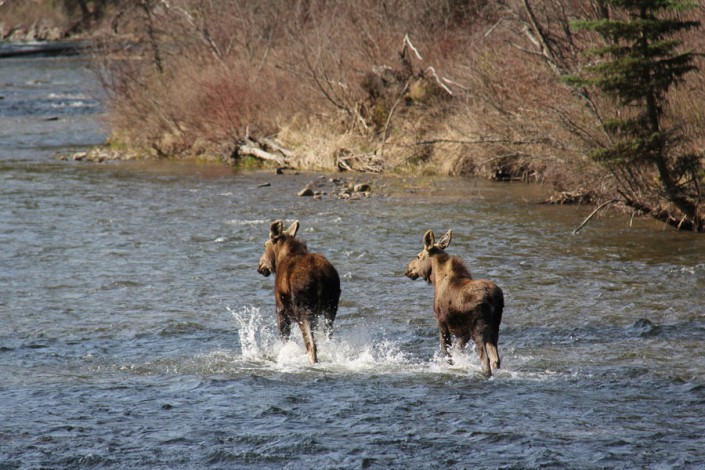 two moose running in a river