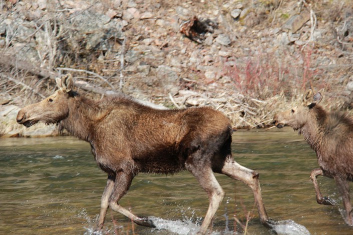 moose and calf crossing a river