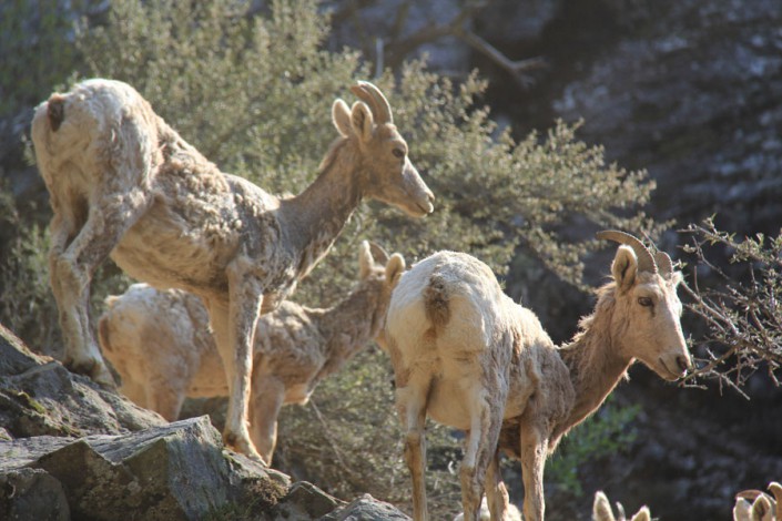 mountain goats in the selway wilderness idaho